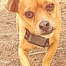 dog, tan_dog, pet, animal, portrait, close_up, outdoor, dirt, ground, collar, upright_ear, floppy_ear, head_tilt, crossed_paws, front_legs, short_fur, brown_fur, black_nose, looking_at_camera, funny_expression