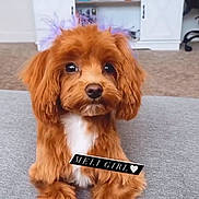 Meli joined the competition — help win amazing prizes! dog, puppy, apricot_fur, fluffy, long_hair, brown_eyes, black_nose, white_chest, sitting, portrait, indoors, carpet, living_room, furniture, cabinet, cute, adorable, pet, text_overlay, name_tag