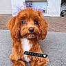 dog, puppy, apricot_fur, fluffy, long_hair, brown_eyes, black_nose, white_chest, sitting, portrait, indoors, carpet, living_room, furniture, cabinet, cute, adorable, pet, text_overlay, name_tag