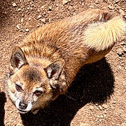 Buddy is registered to the contest to win money with this photo: canine, fox, animal, wildlife, fur, brown_fur, pointed_ears, face, eyes, nose, outdoors, ground, gravel, dirt, sunlight, shadow, closeup, resting, alert, nature