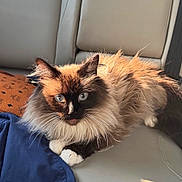 Fluffy joined the competition — help win amazing prizes! cat, fluffy, long_hair, blue_eyes, car_seat, sunlight, brown_bag, blue_jacket, pet, domestic_animal, relaxing, fur, whiskers, paws, travel, indoor, seatbelt, comfortable, resting, animal