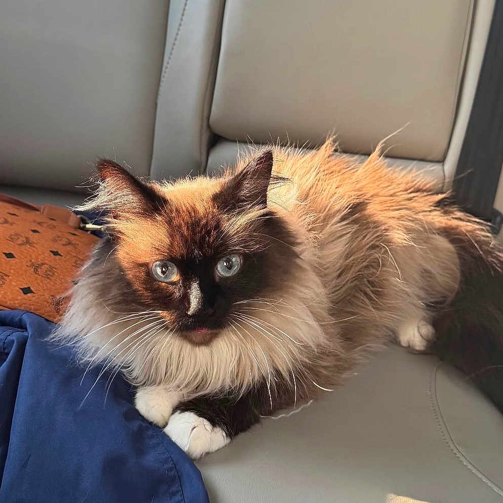 Fluffy