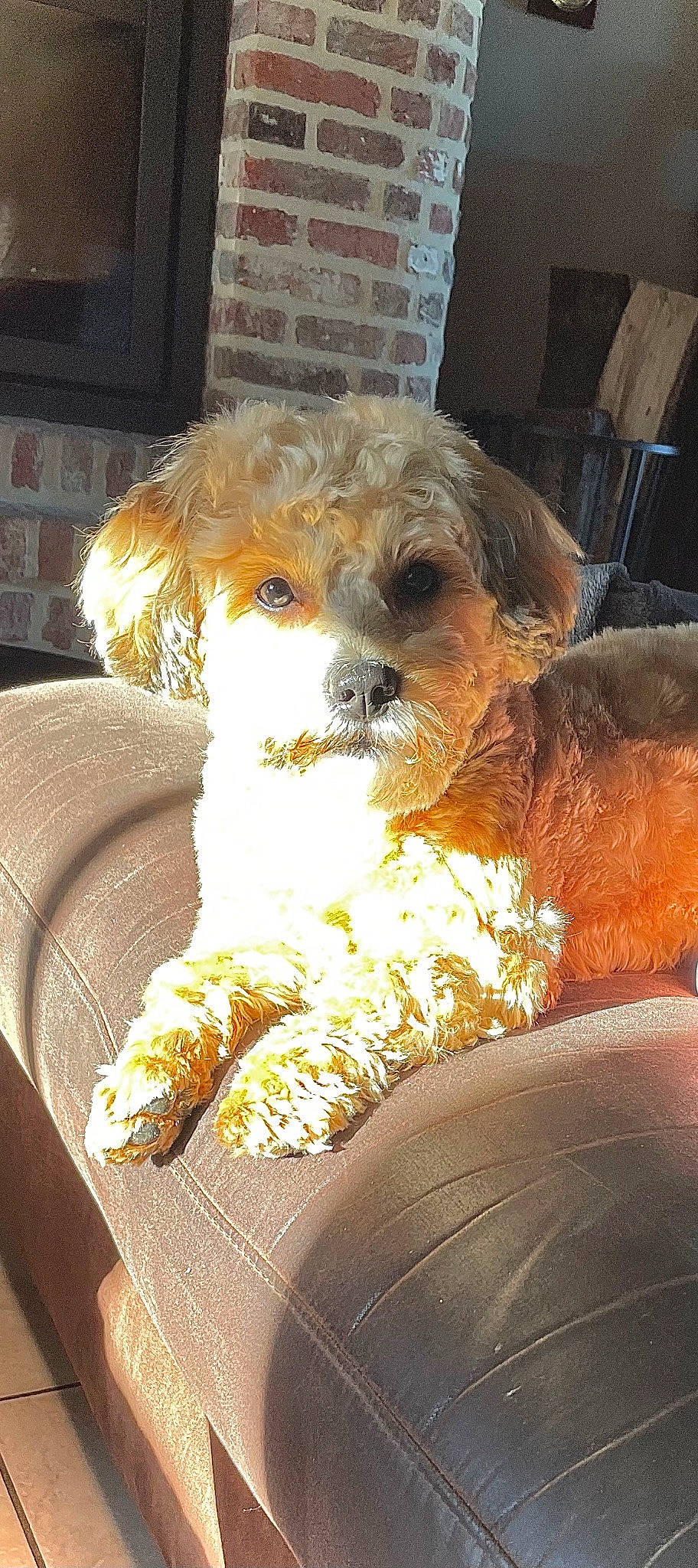 Jacks participe au concours pour gagner de l'argent avec cette photo : canidae, carnivore, comfort, companion_dog, dog, dog_breed, dog_clothes, fawn, fur, picture_frame, poodle, puppy_love, seat_belt, shih_poo, small_terrier, snout, sporting_group, terrier, toy_dog, whiskers