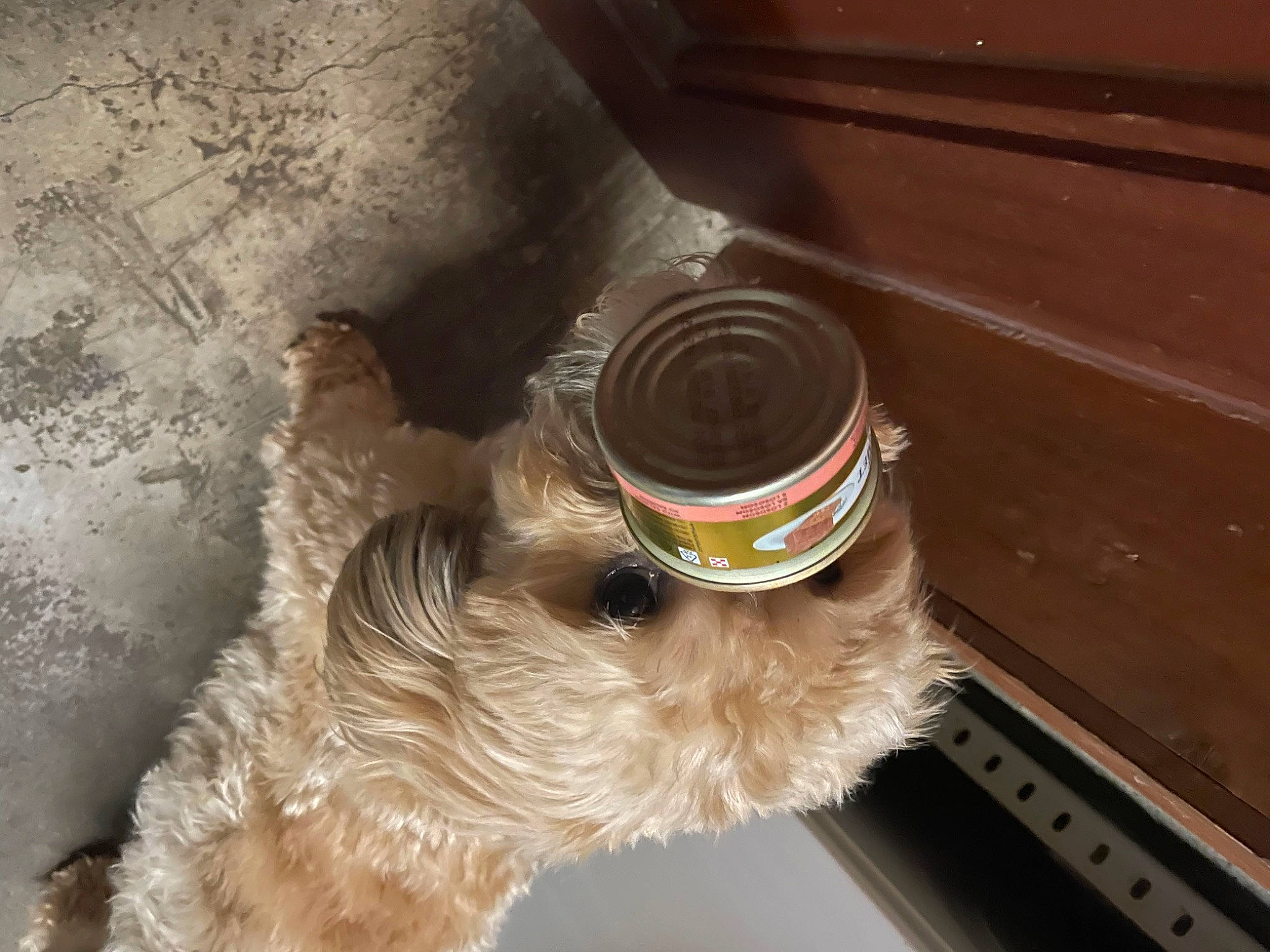 Jacks participe au concours pour gagner de l'argent avec cette photo : carnivore, collar, companion_dog, dog, dog_breed, dog_collar, felidae, fur, gas, liver, paw, pet_supply, small_terrier, small_to_medium_sized_cats, tail, terrier, toy_dog, whiskers, wood, working_animal