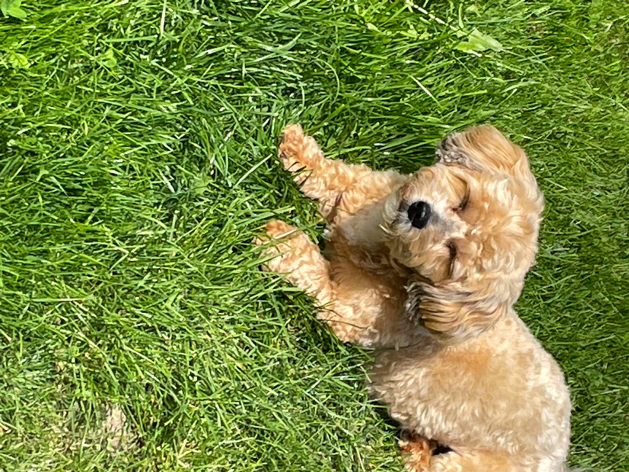 Jacks participe au concours pour gagner de l'argent avec cette photo : carnivore, companion_dog, dog, dog_breed, grass, grassland, groundcover, non_sporting_group, plant, small_terrier, soil, tail, terrestrial_animal, terrier, toy, toy_dog, water_dog