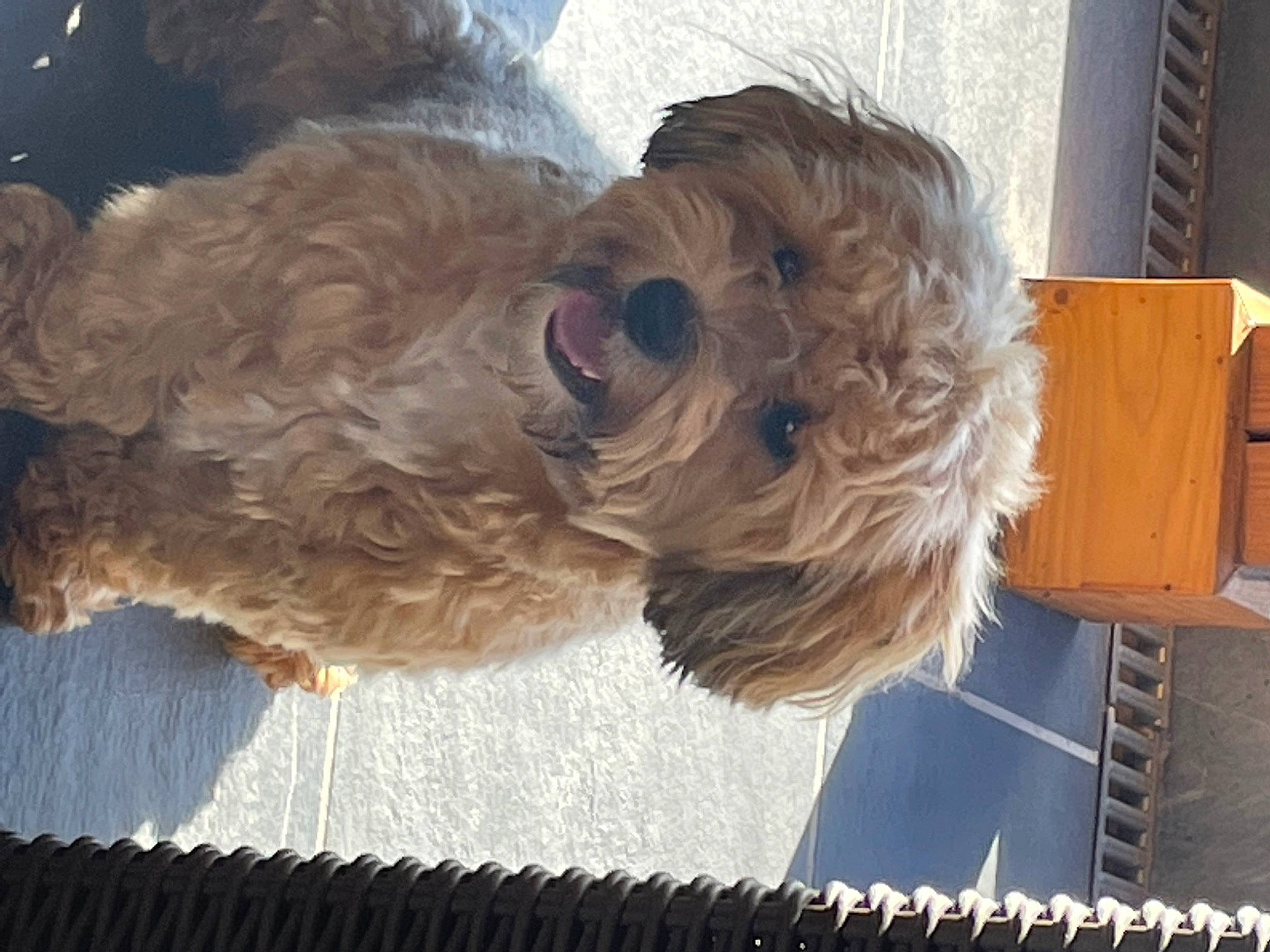 Jacks a rejoint le concours — aidez-le/la à gagner de superbes lots ! canidae, carnivore, companion_dog, dog, dog_breed, dog_collar, dog_supply, fawn, fur, goldendoodle, labradoodle, liver, maltepoo, poodle, small_terrier, snout, sporting_group, terrier, toy_dog, working_animal