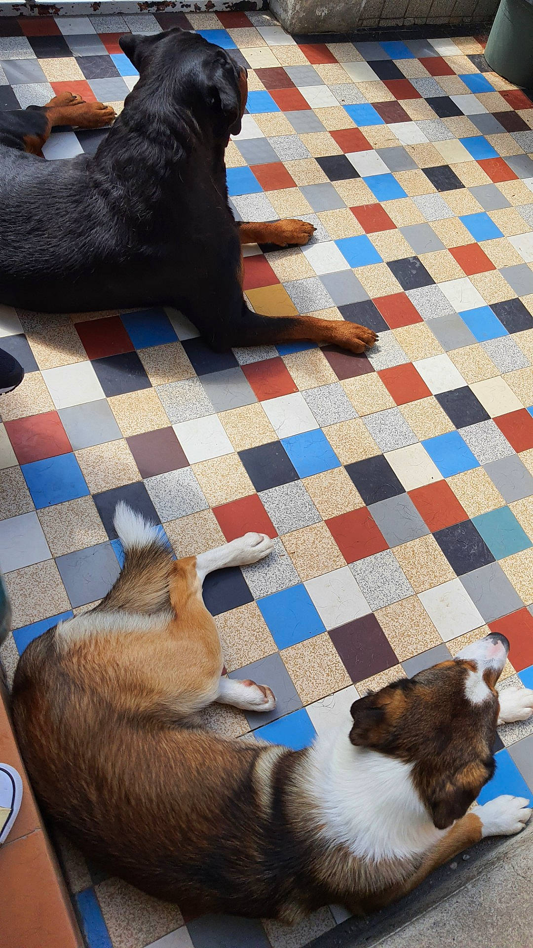 Prince participe au concours pour gagner de l'argent avec cette photo : carnivore, companion_dog, dog, dog_breed, fawn, felidae, floor, flooring, hardwood, line, mammal, pet_supply, small_to_medium_sized_cats, snapshot, snout, sporting_group, tail, vertebrate, wood, working_animal