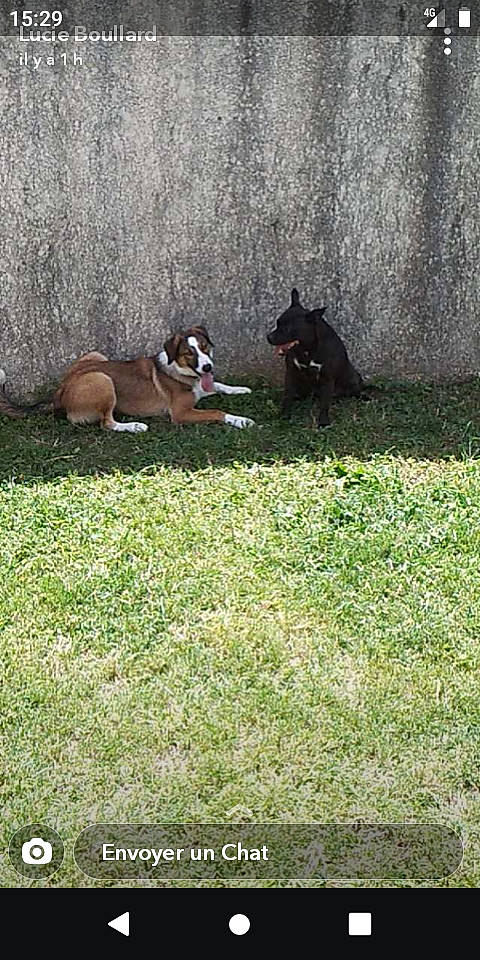 Prince participe au concours pour gagner de l'argent avec cette photo : bulldog, canidae, carnivore, companion_dog, dog, dog_breed, fawn, grass, grassland, guard_dog, herd, pasture, plant, recreation, sporting_group, tail, terrestrial_animal, tints_and_shades, working_animal, working_dog