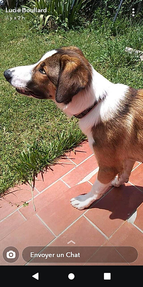 Prince participe au concours pour gagner de l'argent avec cette photo : carnivore, collar, companion_dog, dog, dog_breed, dog_collar, dog_supply, fawn, flooring, fur, grass, hound, leash, liver, pet_supply, plant, scent_hound, sporting_group, tail, working_animal