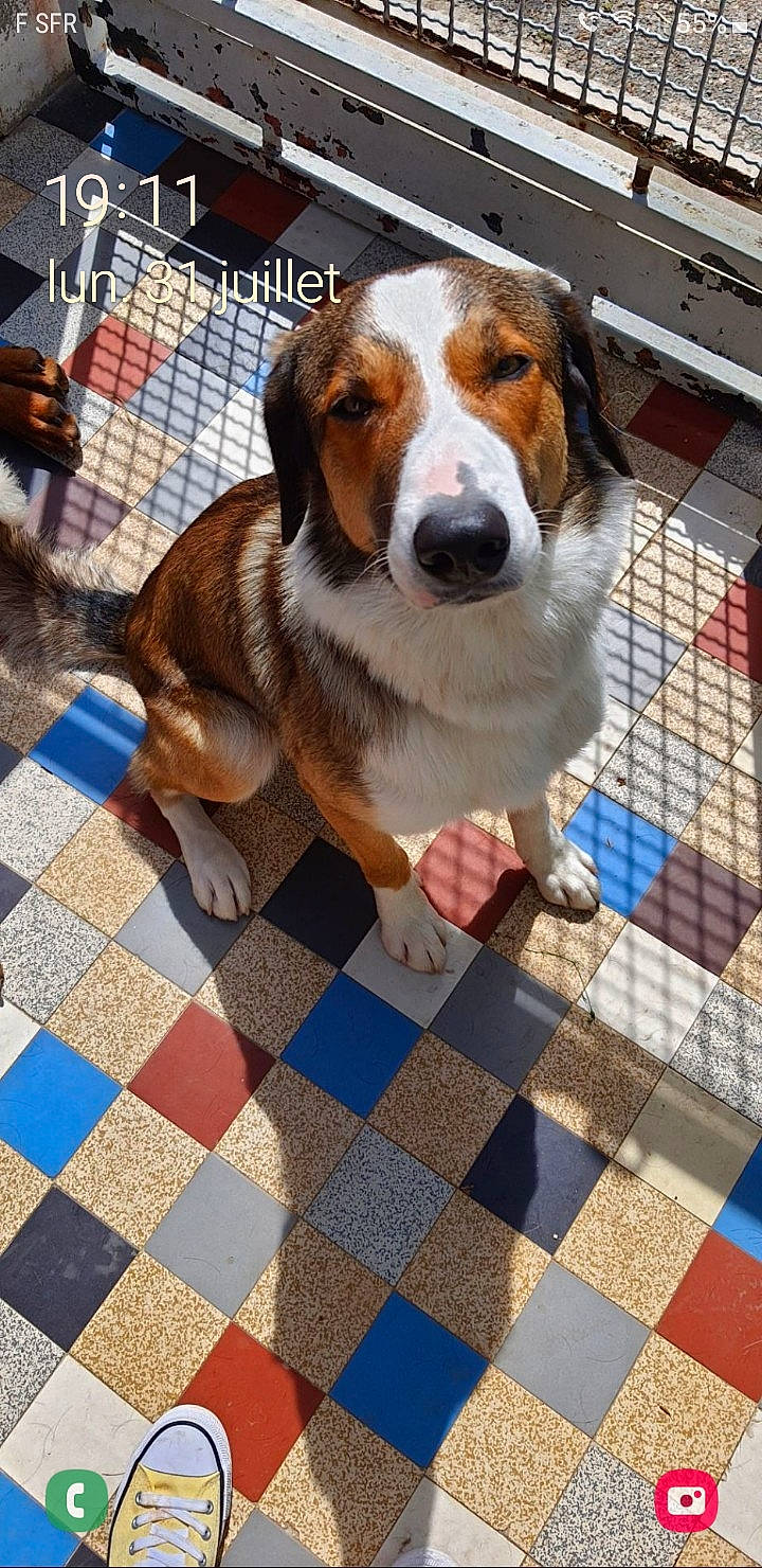 Prince a rejoint le concours — aidez-le/la à gagner de superbes lots ! carnivore, collar, companion_dog, dog, dog_breed, dog_supply, flooring, fur, hound, leisure, mammal, mesh, pattern, pet_supply, scent_hound, snapshot, snout, street_dog, vertebrate, whiskers