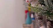 Earl joined the competition — help win amazing prizes! animal, blurred_background, cat, close_up, cozy, curious, domestic, evergreen, feline, fur, indoor, paws, pet, plant, side_view, soft_light, tabby, tail, whiskers, white_paws