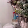 Earl joined the competition — help win amazing prizes! cat, tabby, white_paws, indoor, plant, evergreen, curious, pet, animal, feline, close_up, blurred_background, soft_light, whiskers, tail, paws, fur, side_view, cozy, domestic