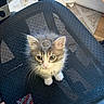 Earl joined the competition — help win amazing prizes! adorable, cat, chair, cute, domestic_animal, feline, fur, green_eyes, headwear, indoor, kitten, looking_up, mesh, office_chair, pet, ring, sitting, small, whiskers, young