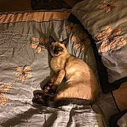 Smokey is registered to the contest to win money with this photo: cat, siamese_cat, bed, blanket, pillow, floral_pattern, sleeping, cozy, indoor, pet, animal, fur, resting, cute, relaxed, home, comfort, soft_light, quiet, peaceful