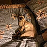 cat, siamese_cat, bed, blanket, pillow, floral_pattern, sleeping, cozy, indoor, pet, animal, fur, resting, cute, relaxed, home, comfort, soft_light, quiet, peaceful
