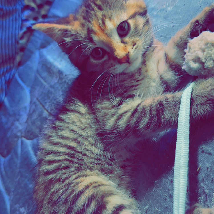 Meowie Jane joined the competition — help win amazing prizes! adorable, animal, blue, cat, cute, ears, eyes, fabric, feline, fur, indoor, kitten, pet, playful, resting, small, tabby, texture, whiskers, young