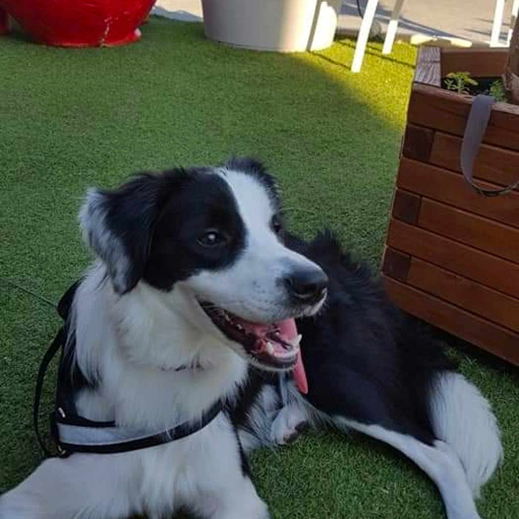 Naya a rejoint le concours — aidez-le/la à gagner de superbes lots ! animal, architecture, ball, building, canine, dog, football, grass, jar, lawn, outdoors, pet, plant, planter, pottedplant, pottery, soccer, soccerball, sport, vase