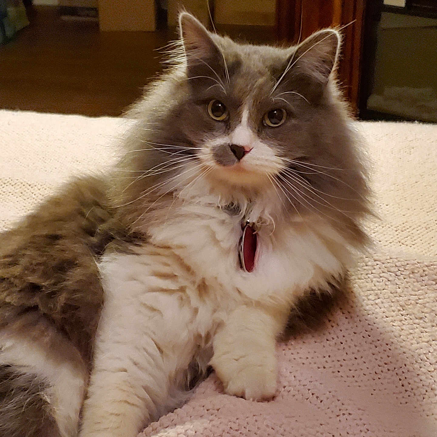 Luna Stice is registered to the contest to win money with this photo: abyssinian, angora, animal, bodypart, cat, closet, couch, cupboard, furniture, hardwood, kitten, manx, mouth, person, pet, plywood, shelf, siamese, tongue, wood