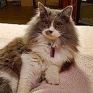 Luna Belle joined the competition — help win amazing prizes! cat, fluffy, gray, white, pet, indoor, blanket, knitted, furniture, cardboard_boxes, cozy, relaxed, animal, whiskers, ears, eyes, collar, curious, home, cute