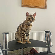 Bengalo a rejoint le concours — aidez-le/la à gagner de superbes lots ! cat, animal, pet, feline, spotted, sitting, indoor, shelf, chrome, black, golden_plaque, white_wall, curious, looking, ears, whiskers, table, radiator, home, decor