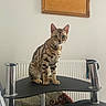cat, animal, pet, feline, spotted, sitting, indoor, shelf, chrome, black, golden_plaque, white_wall, curious, looking, ears, whiskers, table, radiator, home, decor