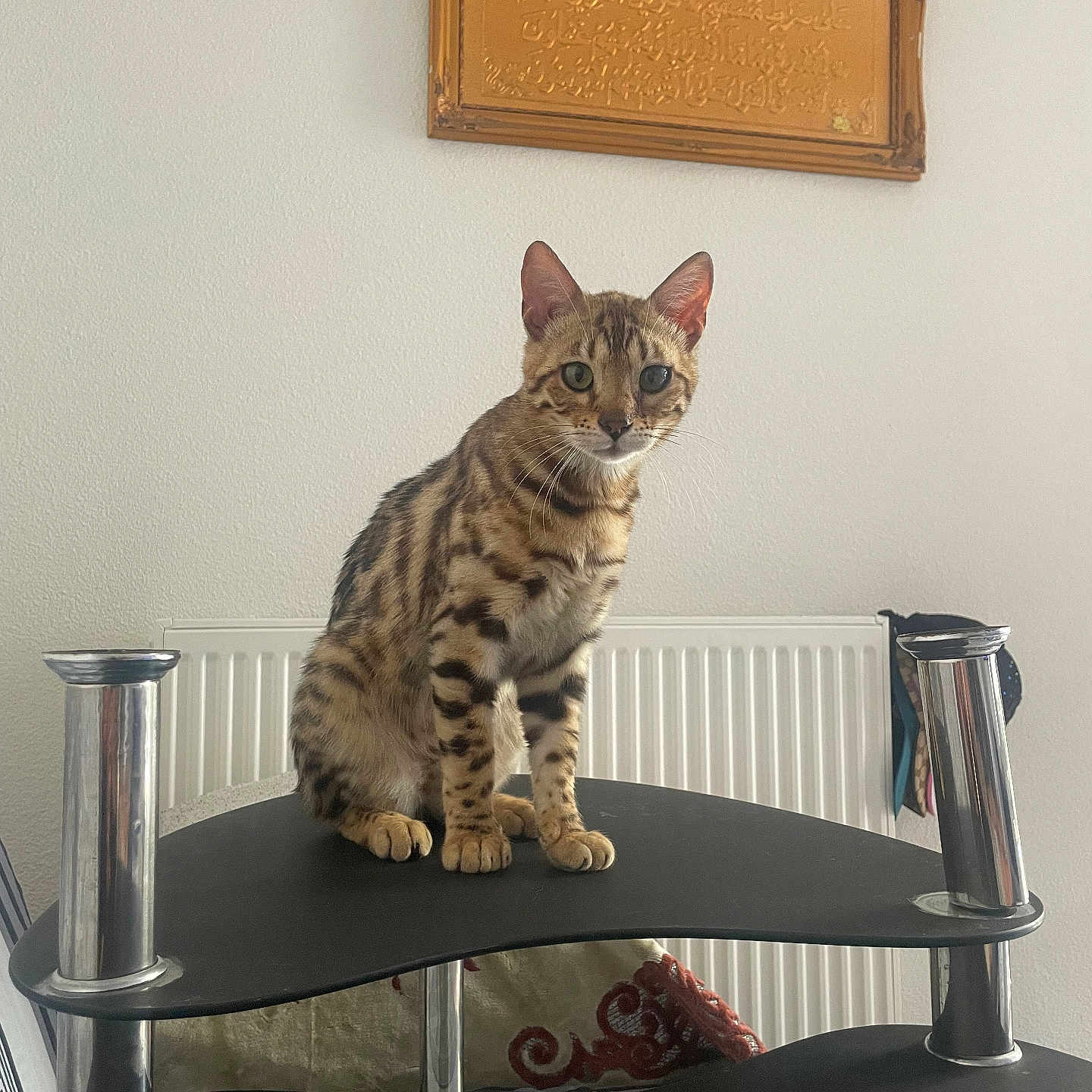 Bengalo a rejoint le concours — aidez-le/la à gagner de superbes lots ! cat, animal, pet, feline, spotted, sitting, indoor, shelf, chrome, black, golden_plaque, white_wall, curious, looking, ears, whiskers, table, radiator, home, decor