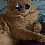 Ozzy is registered to the contest to win money with this photo: cat, orange_cat, sunglasses, fluffy, relaxed, lying_down, indoor, pet, fur, cute, animal, resting, accessory, cool, portrait, closeup, human_background, clothing, blue_shirt, soft_surface