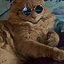 cat, orange_cat, sunglasses, fluffy, relaxed, lying_down, indoor, pet, fur, cute, animal, resting, accessory, cool, portrait, closeup, human_background, clothing, blue_shirt, soft_surface
