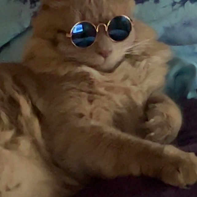 Ozzy is registered to the contest to win money with this photo: accessory, animal, blue_shirt, cat, closeup, clothing, cool, cute, fluffy, fur, human_background, indoor, lying_down, orange_cat, pet, portrait, relaxed, resting, soft_surface, sunglasses