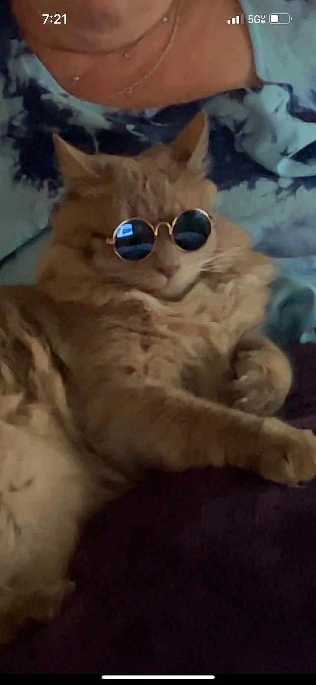 Ozzy is registered to the contest to win money with this photo: cat, orange_cat, sunglasses, fluffy, relaxed, lying_down, indoor, pet, fur, cute, animal, resting, accessory, cool, portrait, closeup, human_background, clothing, blue_shirt, soft_surface