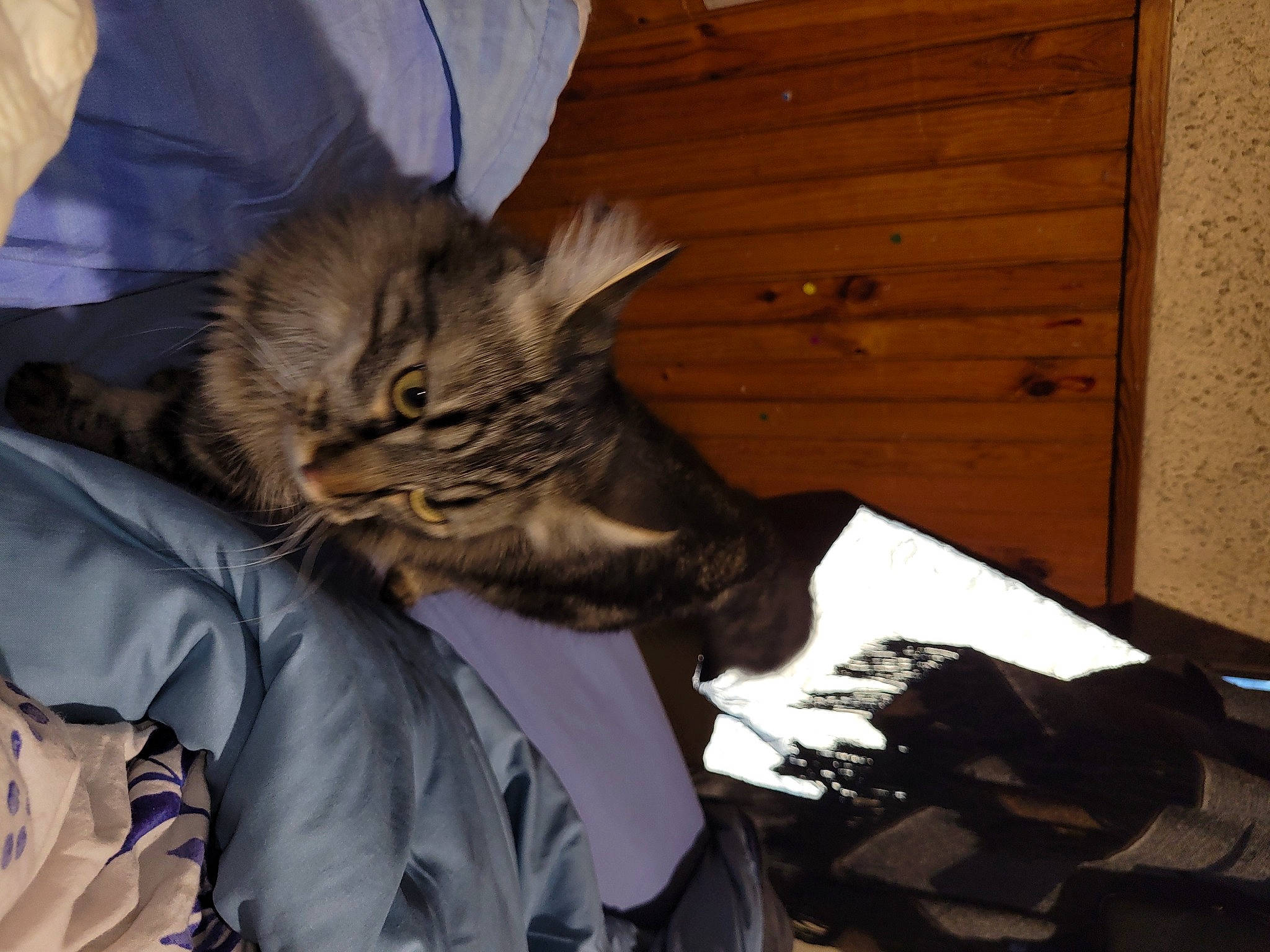 Pikachu participe au concours pour gagner de l'argent avec cette photo : bed, bed_sheet, carnivore, cat, claw, comfort, domestic_short_haired_cat, door, felidae, fur, lap, nap, paw, room, small_to_medium_sized_cats, tail, whiskers, wood