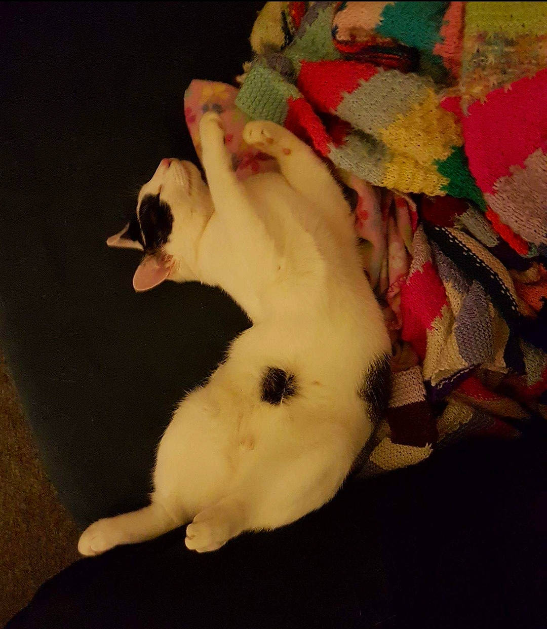 Bubble With His Mum joined the competition — help win amazing prizes! canidae, carnivore, cat, dog_breed, fawn, felidae, paw, small_to_medium_sized_cats, tail