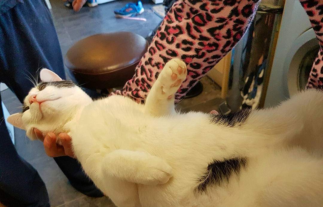 Bubble With His Mum is registered to the contest to win money with this photo: aegean_cat, american_curl, asian, carnivore, cat, colorpoint_shorthair, european_shorthair, fawn, felidae, fur, kitten, paw, polydactyl_cat, small_to_medium_sized_cats, tail, turkish_angora, turkish_van, whiskers