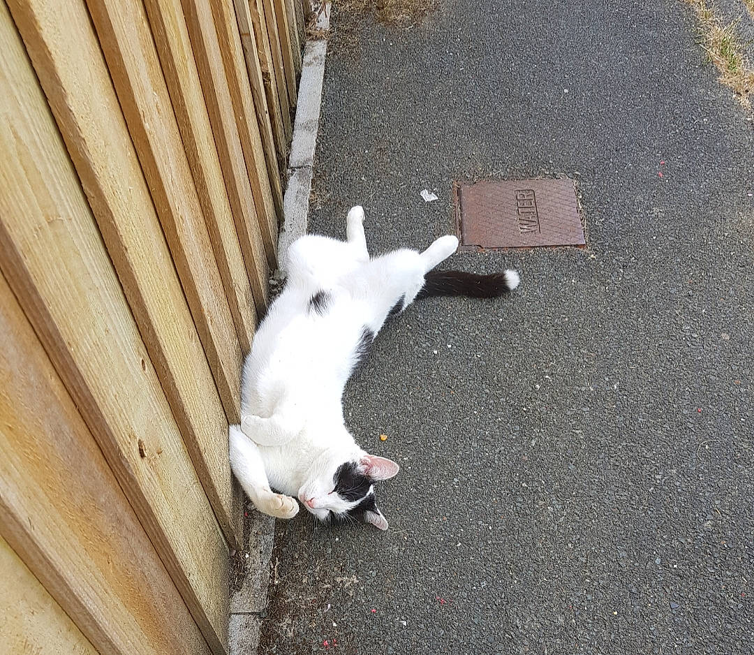 Bubble With His Mum joined the competition — help win amazing prizes! canidae, carnivore, companion_dog, dog, dog_breed, fawn, french_bulldog, non_sporting_group, tail