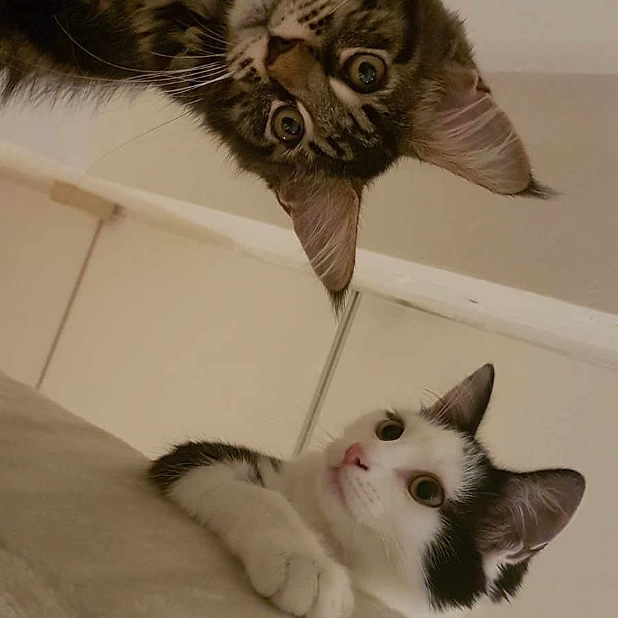 Symba Et Nala