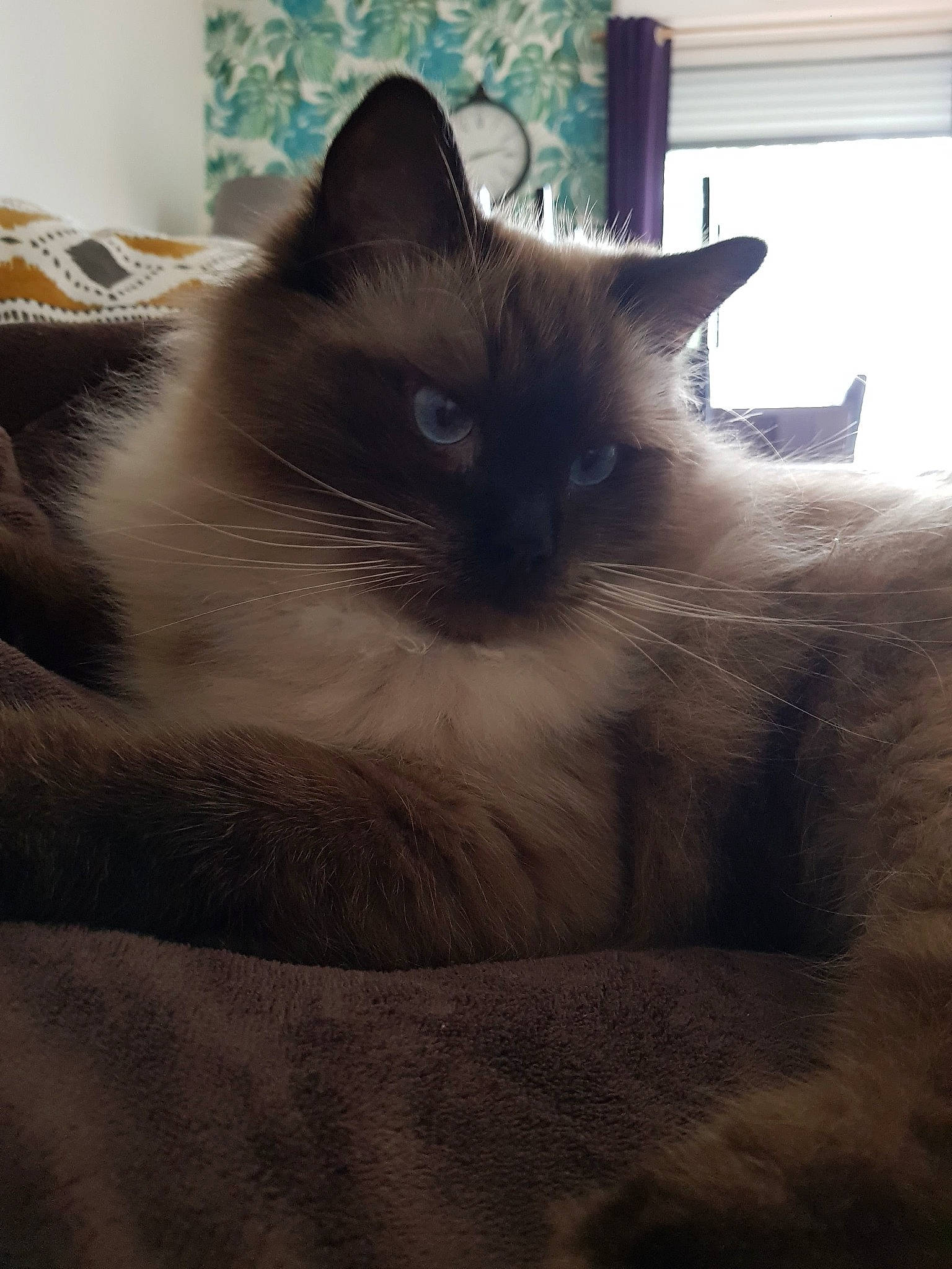 Polochon a rejoint le concours — aidez-le/la à gagner de superbes lots ! balinese, birman, box, carnivore, cat, comfort, fawn, felidae, flooring, fur, grey, hardwood, paw, siamese, sky, small_to_medium_sized_cats, snout, tail, thai, whiskers