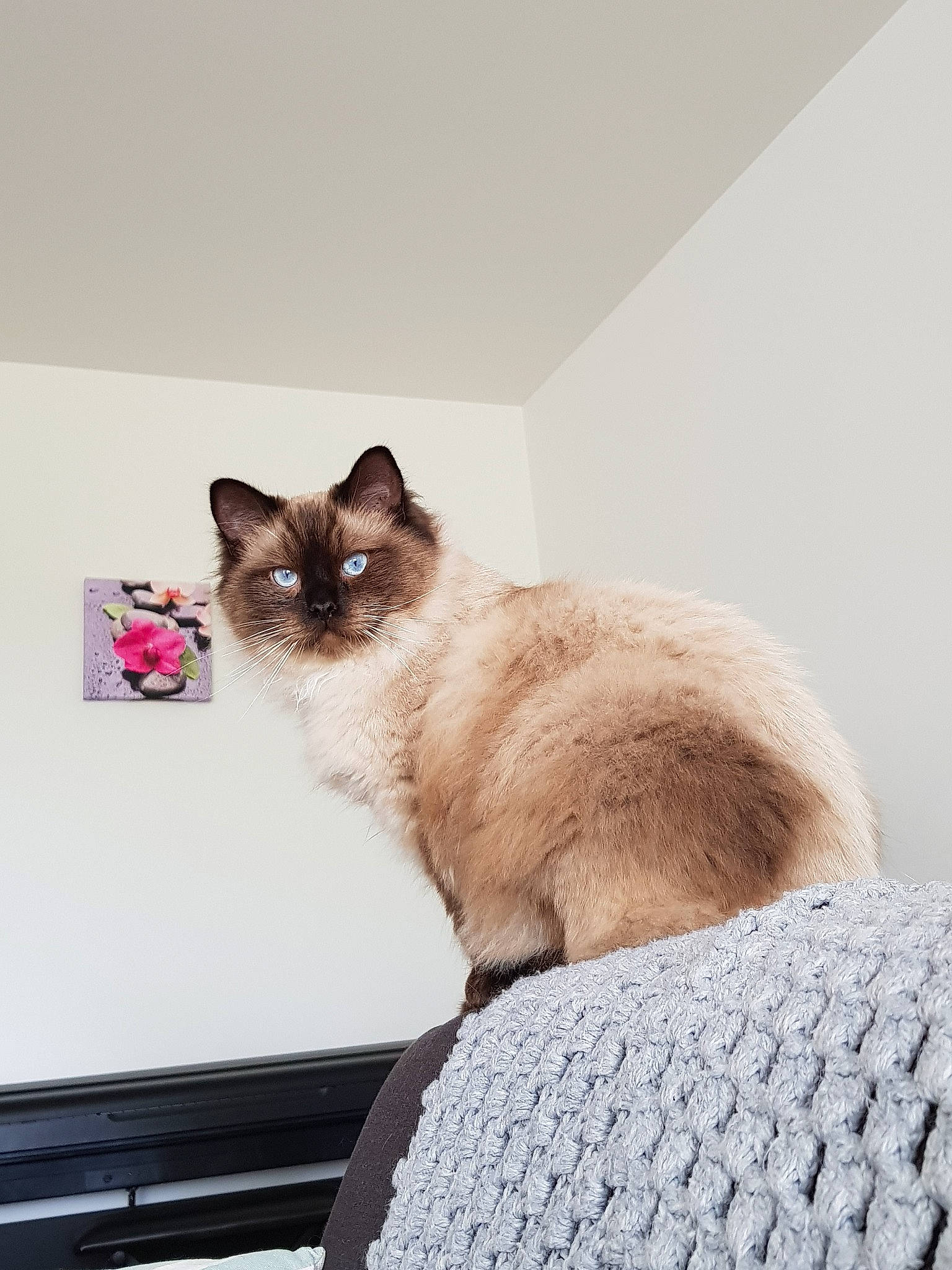 Polochon participe au concours pour gagner de l'argent avec cette photo : balinese, birman, british_semi_longhair, carnivore, cat, eye, fawn, felidae, himalayan, kitten, mammal, ojos_azules, ragdoll, siamese, small_to_medium_sized_cats, snowshoe, thai, tonkinese, vertebrate, whiskers