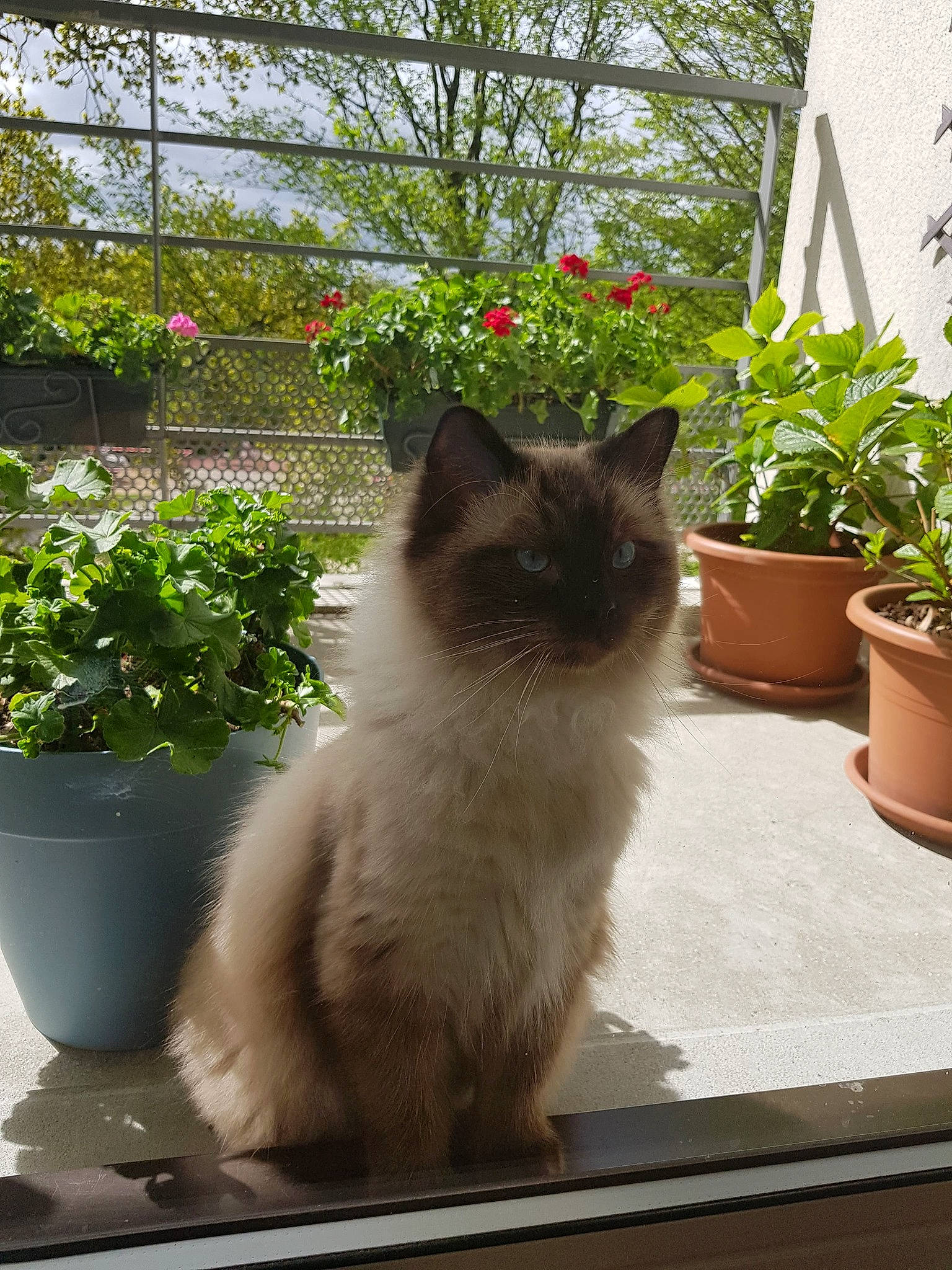 Polochon participe au concours pour gagner de l'argent avec cette photo : balinese, birman, british_semi_longhair, carnivore, cat, cymric, domestic_long_haired_cat, domestic_short_haired_cat, fawn, felidae, himalayan, mammal, plant, polydactyl_cat, ragamuffin, ragdoll, small_to_medium_sized_cats, tail, whiskers, window