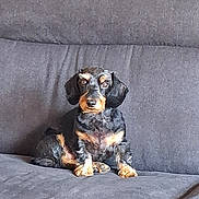 Philéa a rejoint le concours — aidez-le/la à gagner de superbes lots ! dog, dachshund, puppy, black_and_tan, small_dog, sitting, couch, indoor, portrait, pet, canine, floppy_ears, brown_markings, short_hair, front_view, cute, alert, living_room, furniture, photograph