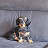 dog, dachshund, puppy, black_and_tan, small_dog, sitting, couch, indoor, portrait, pet, canine, floppy_ears, brown_markings, short_hair, front_view, cute, alert, living_room, furniture, photograph