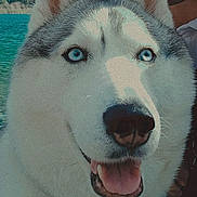 Tita a rejoint le concours — aidez-le/la à gagner de superbes lots ! dog, siberian_husky, blue_eyes, close_up, smiling, tongue_out, outdoor, water, nature, person_partial, canine, pet, fur, portrait, animal, happy, companion, background, scenery, friendly