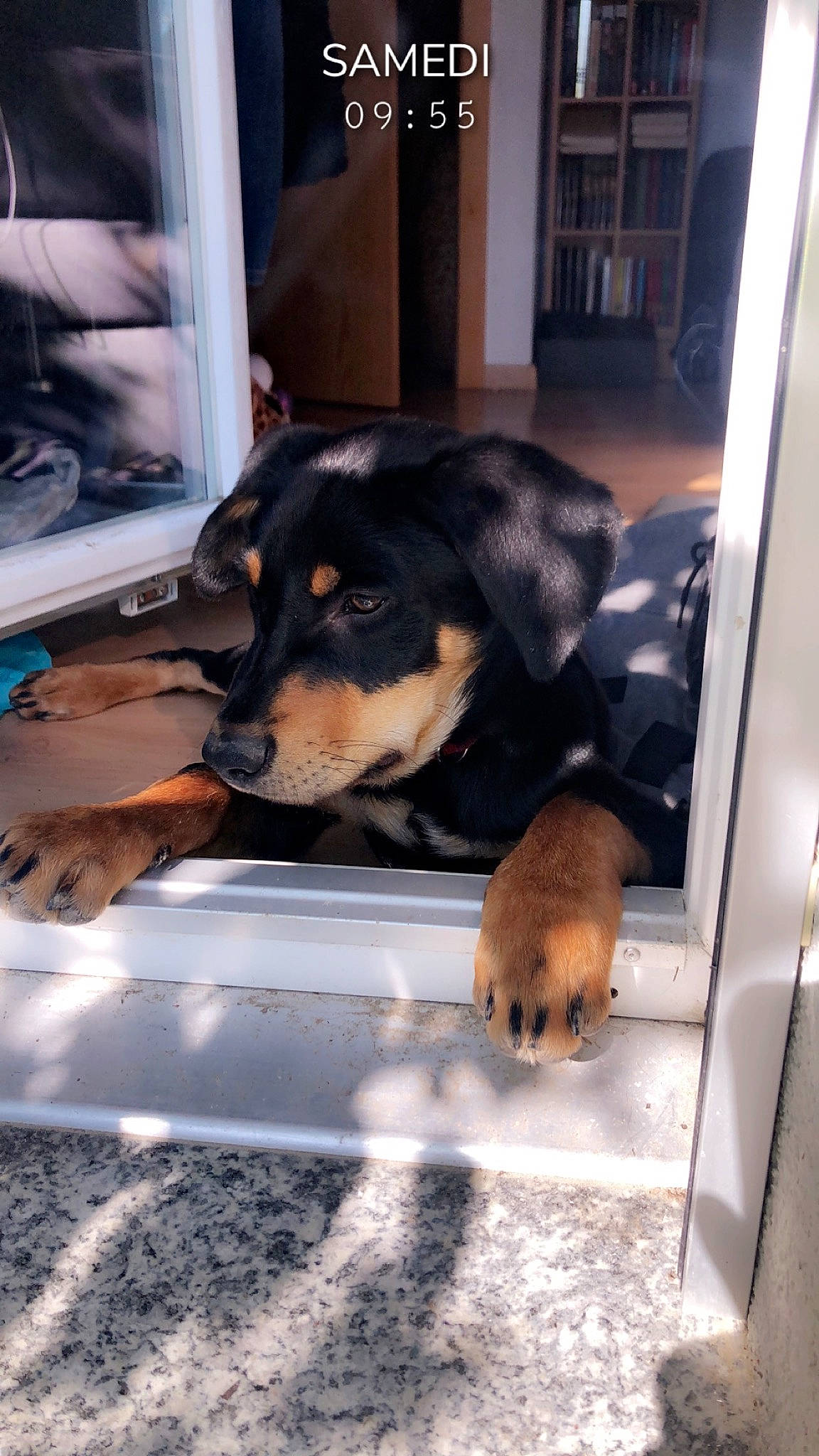 Hayko  participe au concours pour gagner de l'argent avec cette photo : canidae, carnivore, dog, dog_breed, huntaway, mammal, puppy, rottweiler, street_dog, vertebrate, working_dog