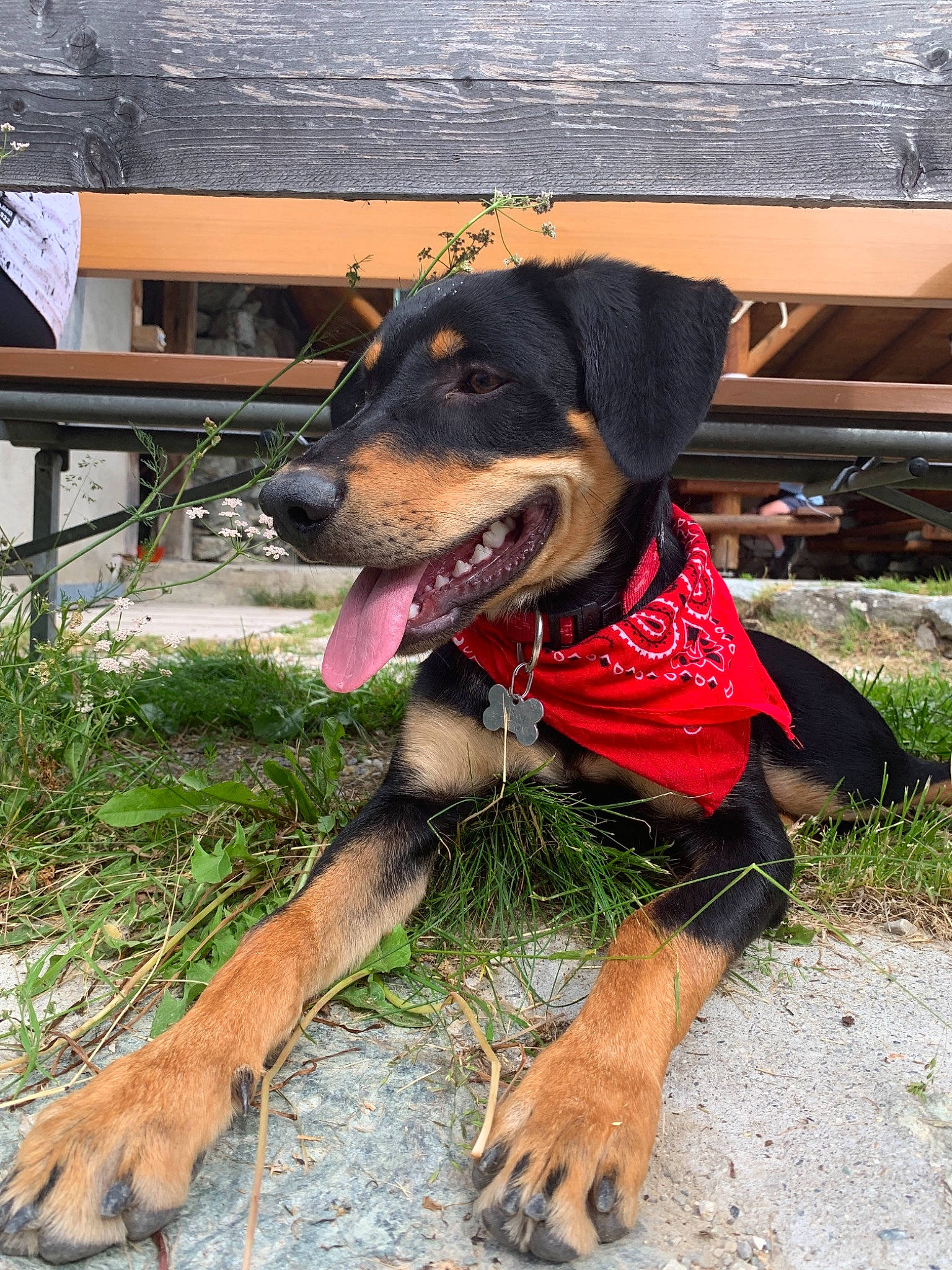 Hayko  a rejoint le concours — aidez-le/la à gagner de superbes lots ! canidae, carnivore, collar, dog, dog_breed, fawn, huntaway, hunting_dog, mammal, rottweiler, snout
