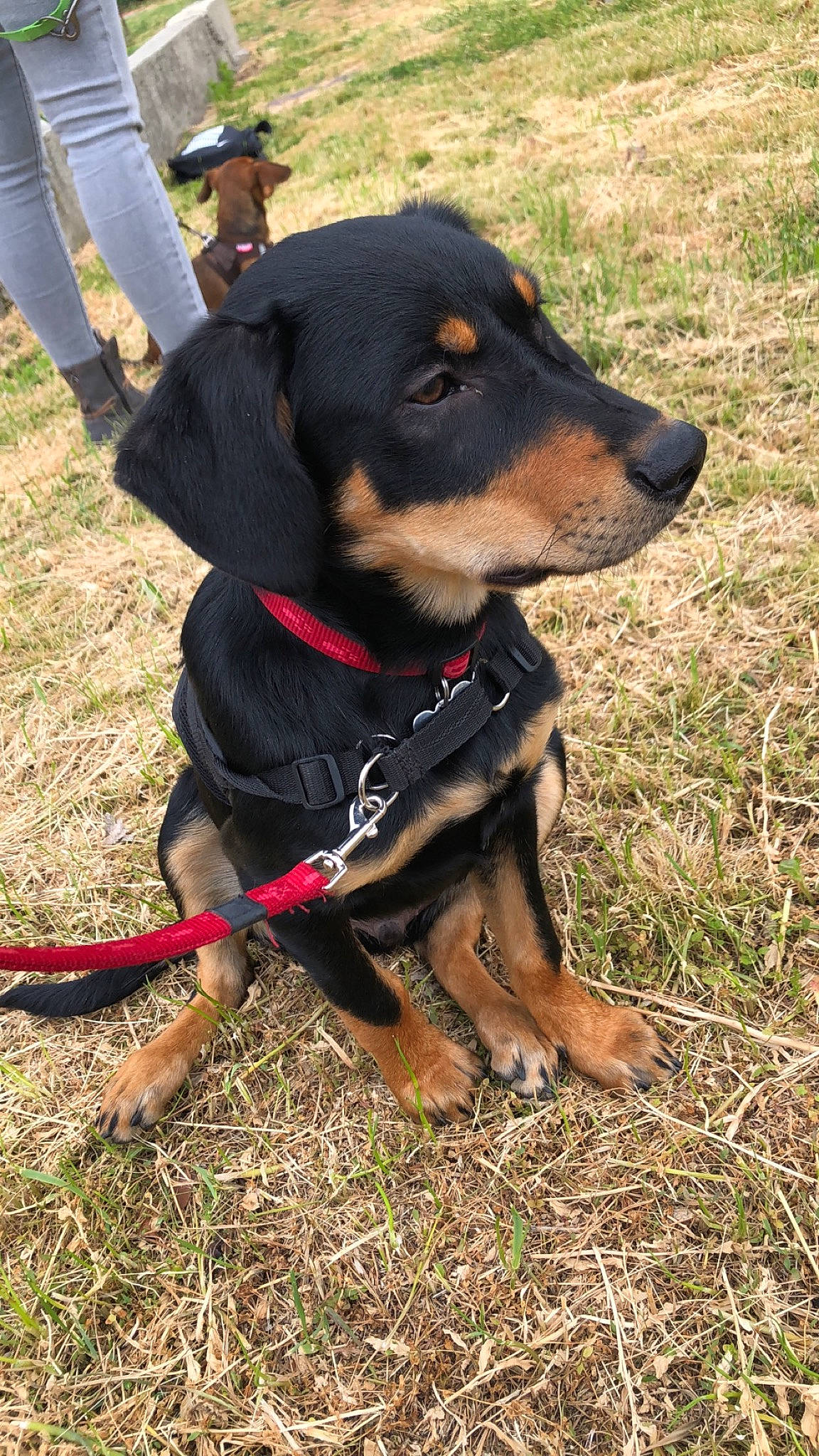 Hayko  participe au concours pour gagner de l'argent avec cette photo : austrian_black_and_tan_hound, black_and_tan_terrier, canidae, carnivore, companion_dog, dog, dog_breed, hellenikos_ichnilatis, huntaway, hunting_dog, lithuanian_hound, mammal, montenegrin_mountain_hound, polish_hunting_dog, rare_breed_dog, smaland_hound, transylvanian_hound, tyrolean_hound, vertebrate, working_dog