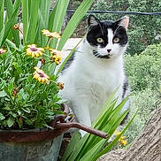 Rihanna participe au concours pour gagner de l'argent avec cette photo : cat, plant, flower, tree_trunk, greenery, outdoor, nature, foliage, pet, animal, black_and_white, curious, closeup, rustic, garden, leaves, wildlife, flora, natural_light, serene
