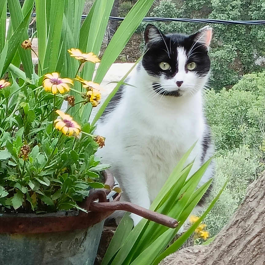 Rihanna participe au concours pour gagner de l'argent avec cette photo : animal, black_and_white, cat, closeup, curious, flora, flower, foliage, garden, greenery, leaves, natural_light, nature, outdoor, pet, plant, rustic, serene, tree_trunk, wildlife