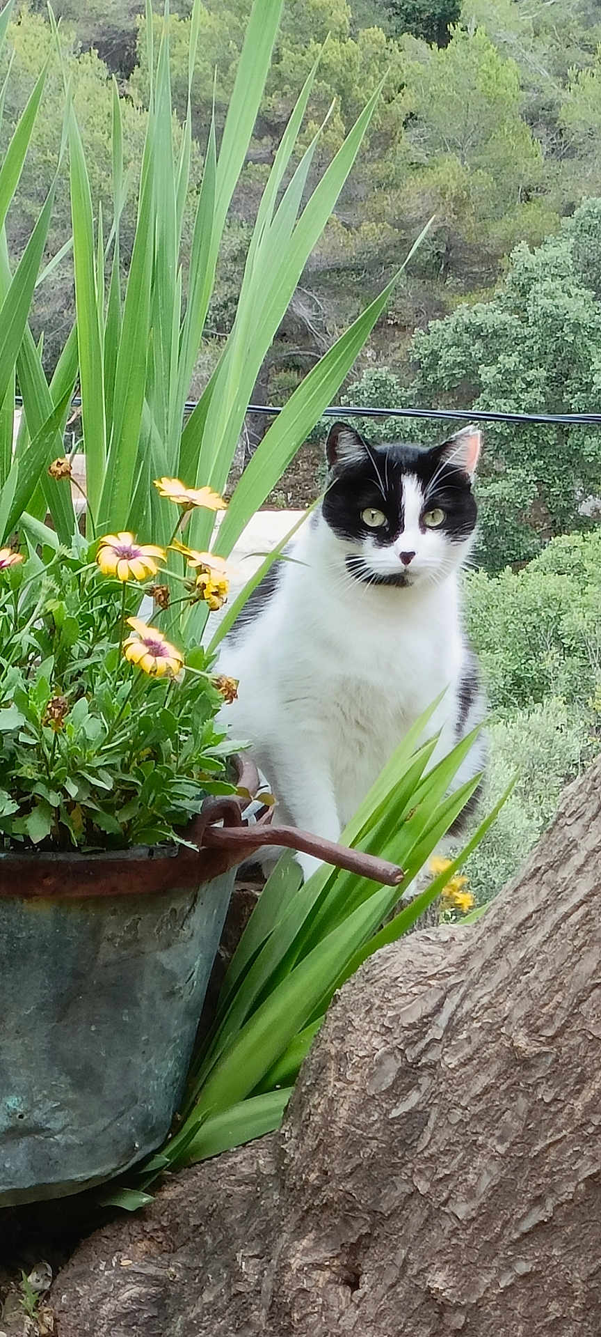 Rihanna participe au concours pour gagner de l'argent avec cette photo : cat, plant, flower, tree_trunk, greenery, outdoor, nature, foliage, pet, animal, black_and_white, curious, closeup, rustic, garden, leaves, wildlife, flora, natural_light, serene