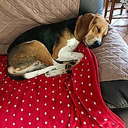 Titounet a rejoint le concours — aidez-le/la à gagner de superbes lots ! animal, beagle, blanket, canine, couch, cushion, dog, dogbed, furniture, homedecor, hound, linen, pattern, person, pet, polkadot, puppy, quilt, sleeping