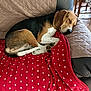animal, beagle, blanket, canine, couch, cushion, dog, dogbed, furniture, homedecor, hound, linen, pattern, person, pet, polkadot, puppy, quilt, sleeping