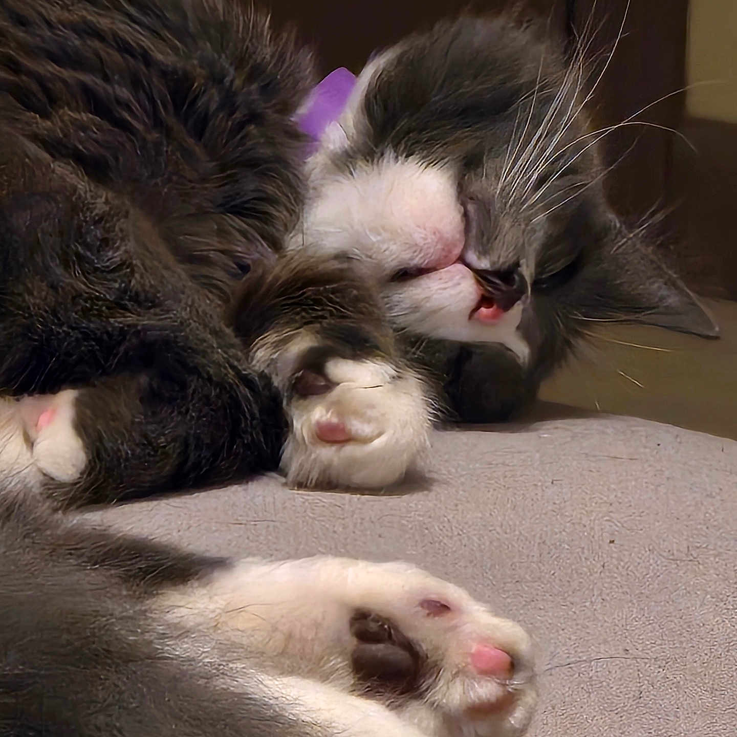 Raymond is registered to the contest to win money with this photo: abyssinian, animal, bodypart, canine, cat, chair, couch, dog, electronics, furniture, hardware, hardwood, kitten, manx, mouth, person, pet, siamese, sleeping, wood